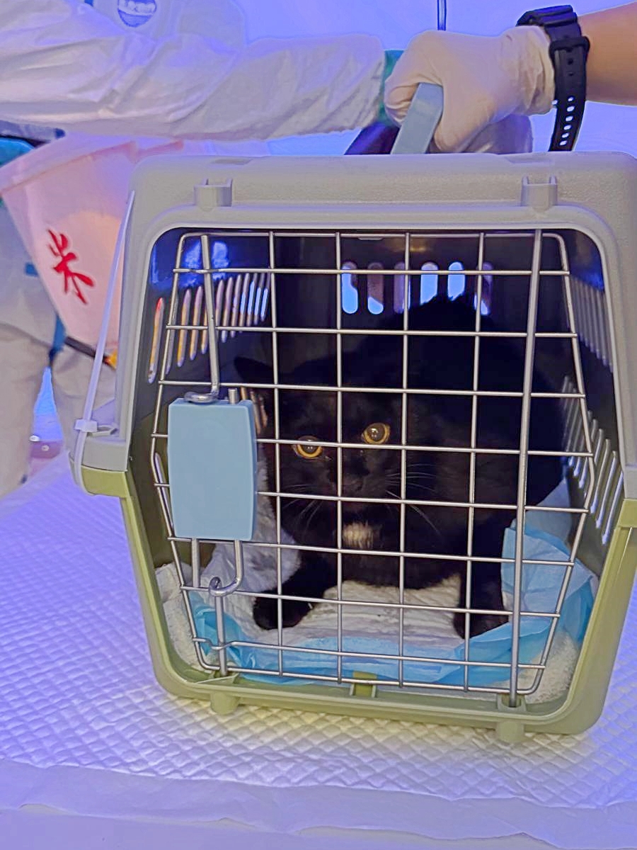 兩隻獲救生還貓咪之一。警方提供