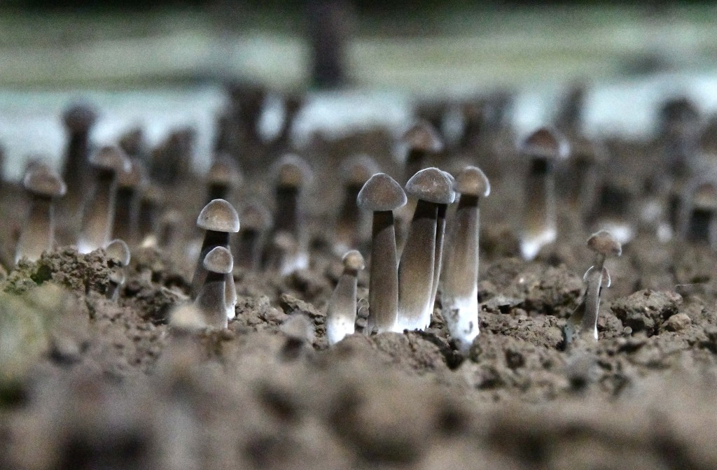 食用菌種植基地內拍攝的黑皮雞樅菌。新華社