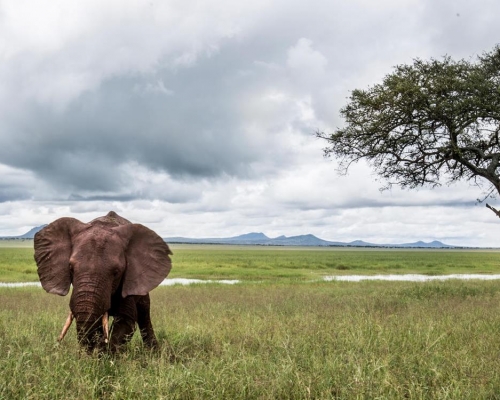 WWF發布《地球生命力報告》。