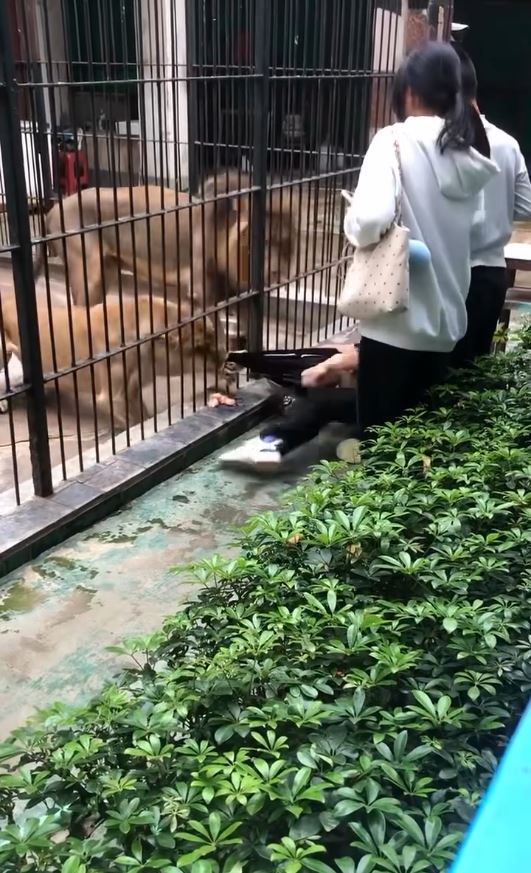 女童遭狮子拉扯脚部达半分钟，幸仅受轻伤。Threads