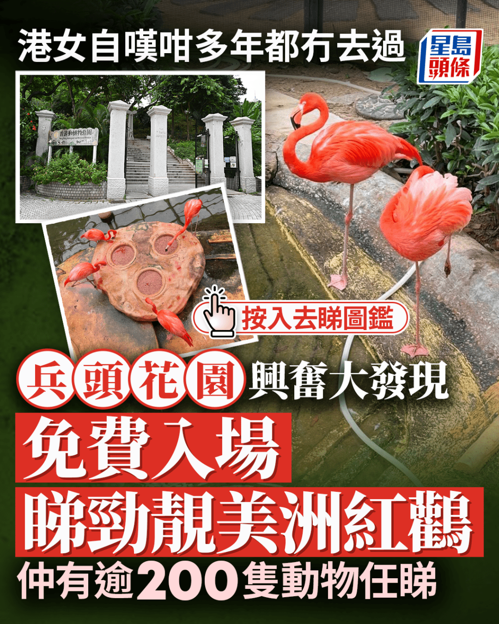 港女香港動植物公園興奮大發現 免費入場睇勁靚紅鸛 仲有逾200隻動物任睇 港女香港動植物公園興奮大發現 免費入場睇勁靚紅鸛 仲有逾200隻動物任睇