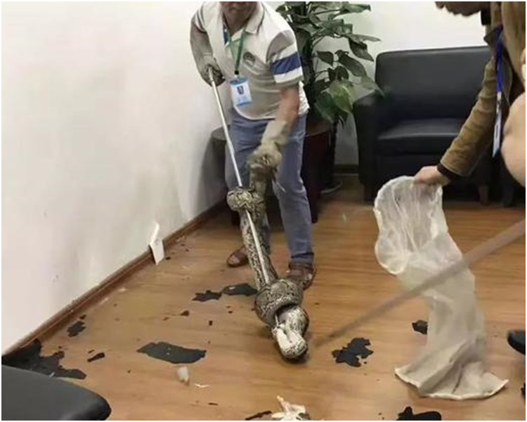 南寧市野生動植物保護站工作人員趕到將蟒蛇捉走網圖。網圖