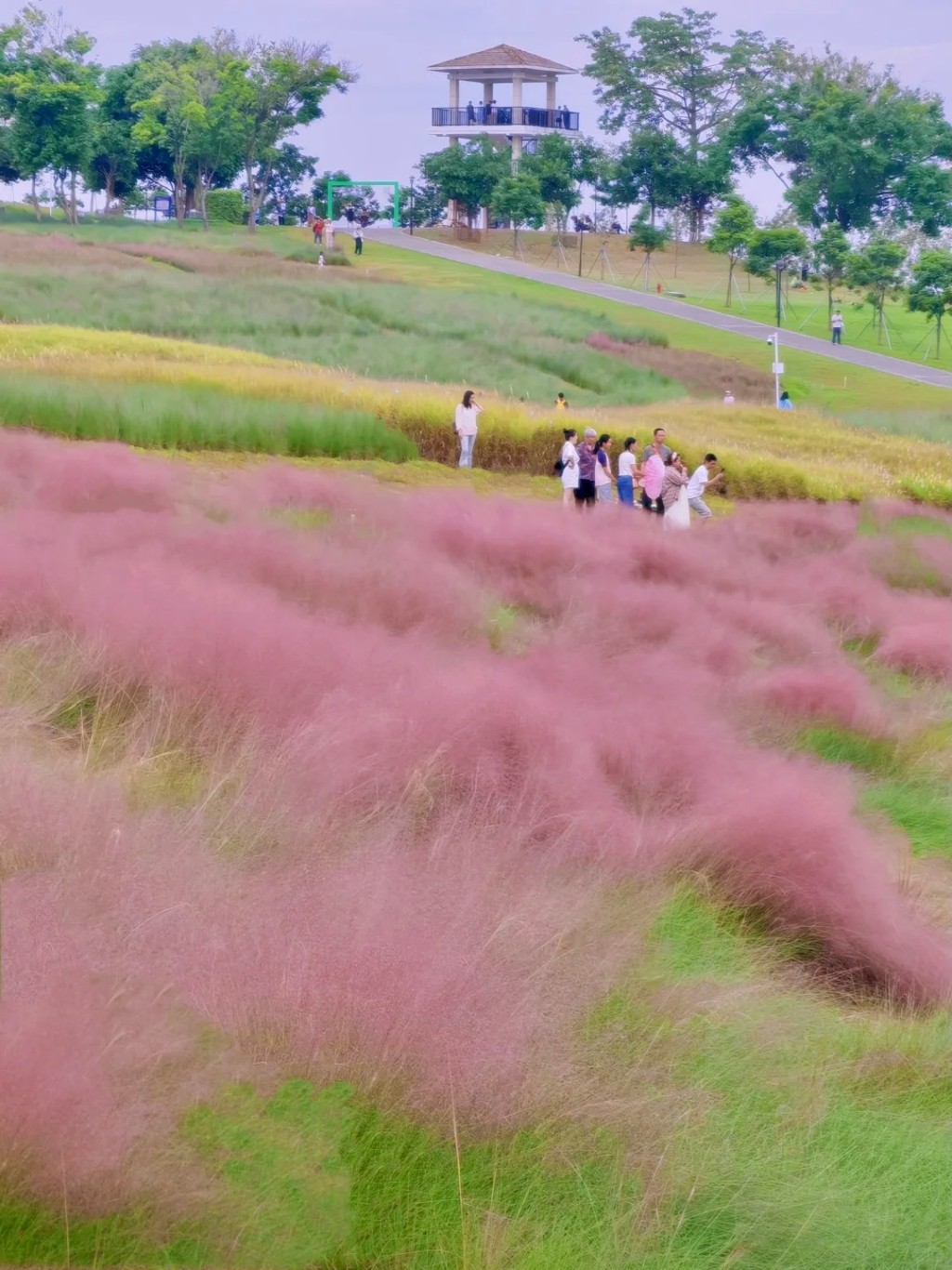 深圳寶安區的陌上花公園向來都是賞花熱點，到秋天開出粉黛亂子草，一大片粉紅花海十分夢幻！（圖片來源：小紅書@荔枝 Lizbeth）