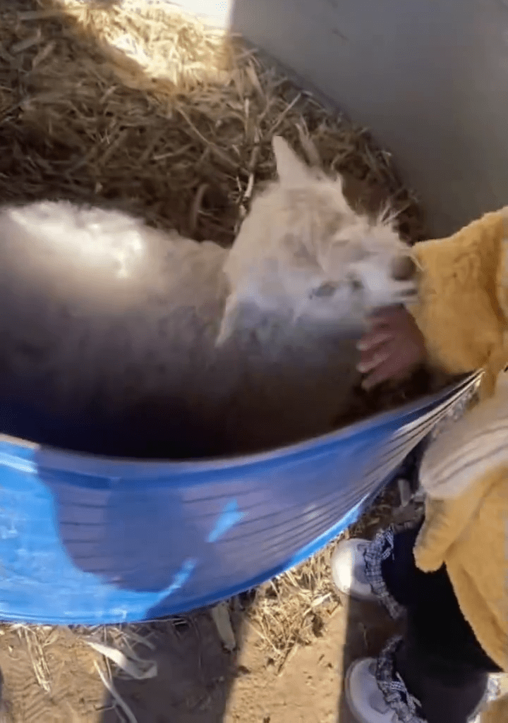 見大人倒地裝死的「戲精小羊」見小孩卻活潑親暱。