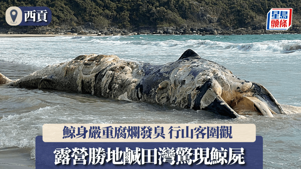 露營勝地西貢鹹田灣驚現腐爛鯨屍 內地行山客：一半沙灘都是臭的