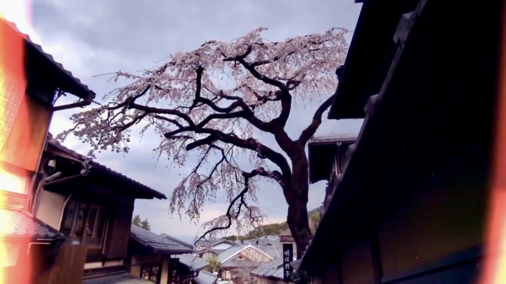 网民发想怀念倒塌樱花树的美景。 X