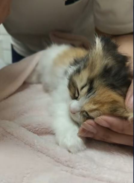 貓咖當有多隻奶貓受傷受驚要治療。抖音
