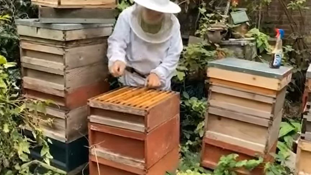 皇家養蜂員要按傳統習俗通知蜜蜂英女皇逝世的消息。