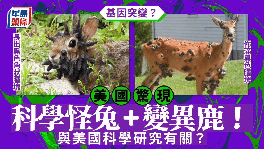 美驚現科學怪兔變異鹿 源自乳突病毒專家籲勿接觸
