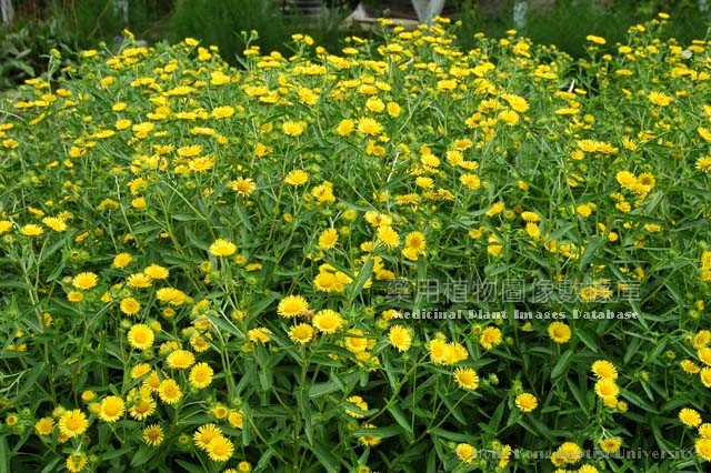 旋覆花。浸會大學中醫藥學院「藥用植物圖像數據庫」圖片 旋覆花。浸會大學中醫藥學院「藥用植物圖像數據庫」圖片