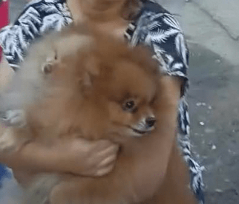 女事主救出的其中一隻愛犬。FB@IvyBaya 女事主救出的其中一隻愛犬。FB@IvyBaya