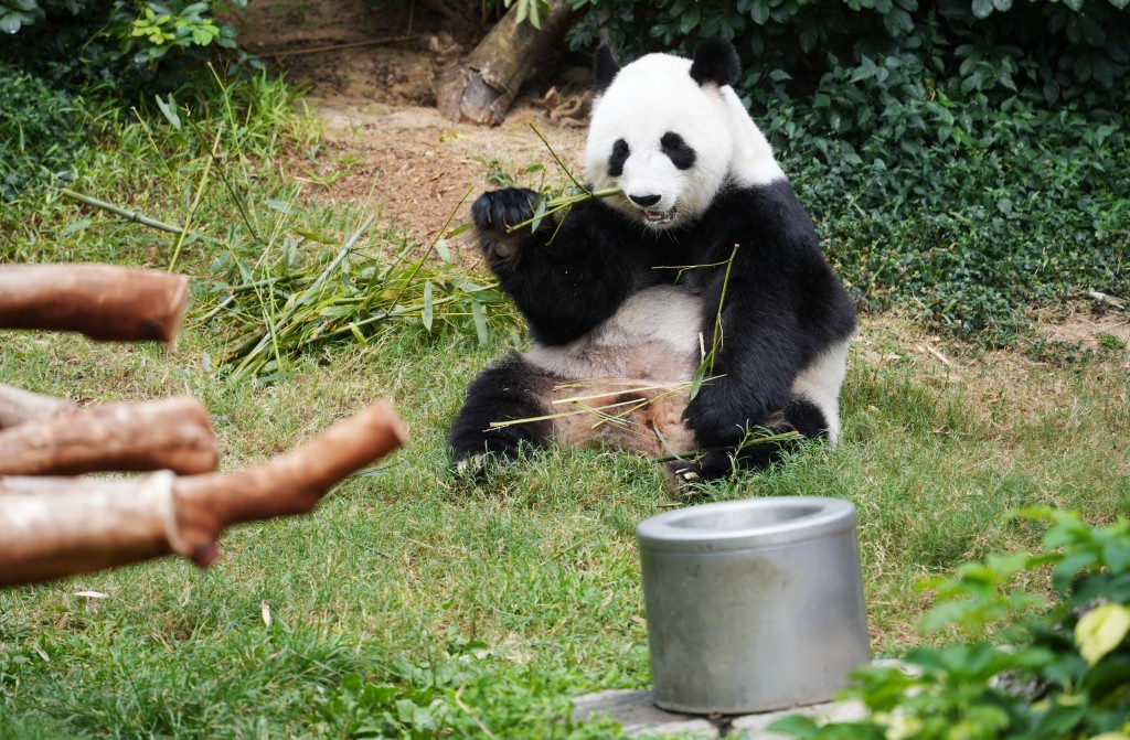 大熊貓盈盈誕下龍鳳胎。海洋公園圖片