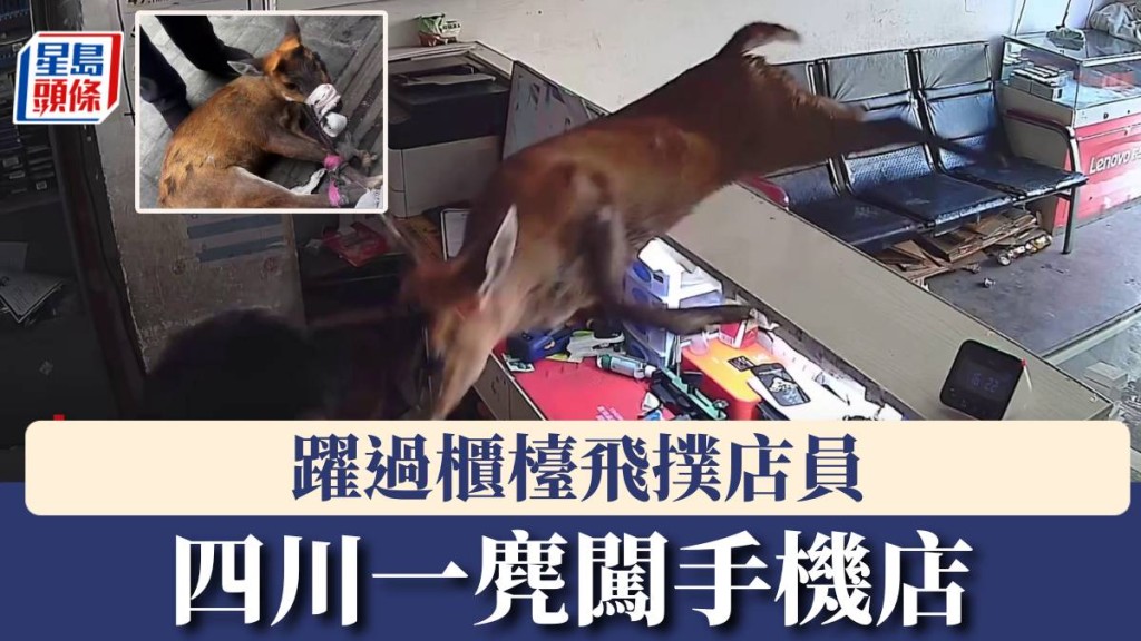 四川一麂闖手機店，躍過櫃檯飛撲店員。