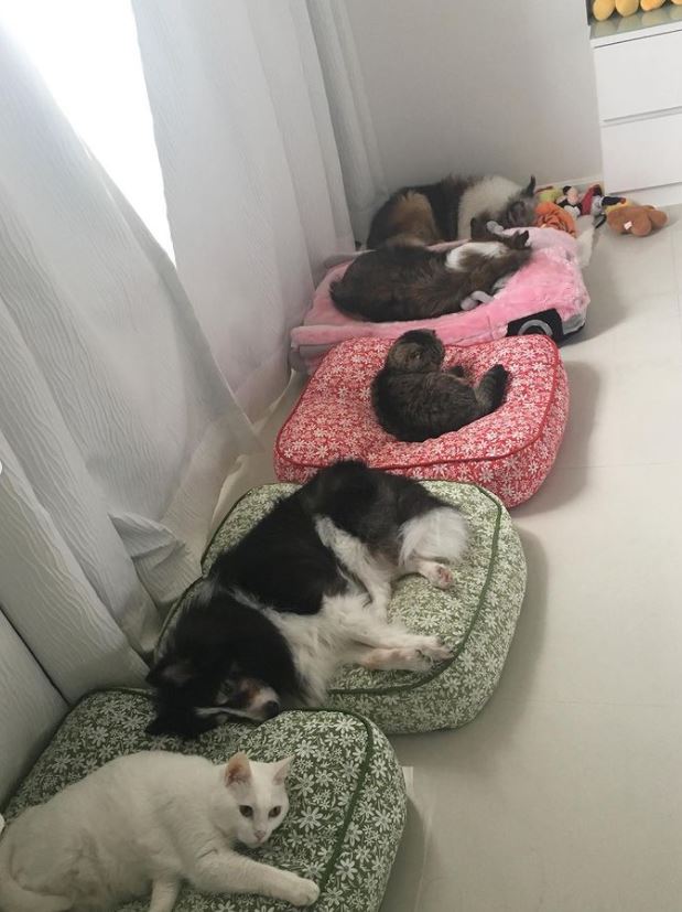 翠翠由13岁开始养宠物，早年她家中共有5只毛孩。