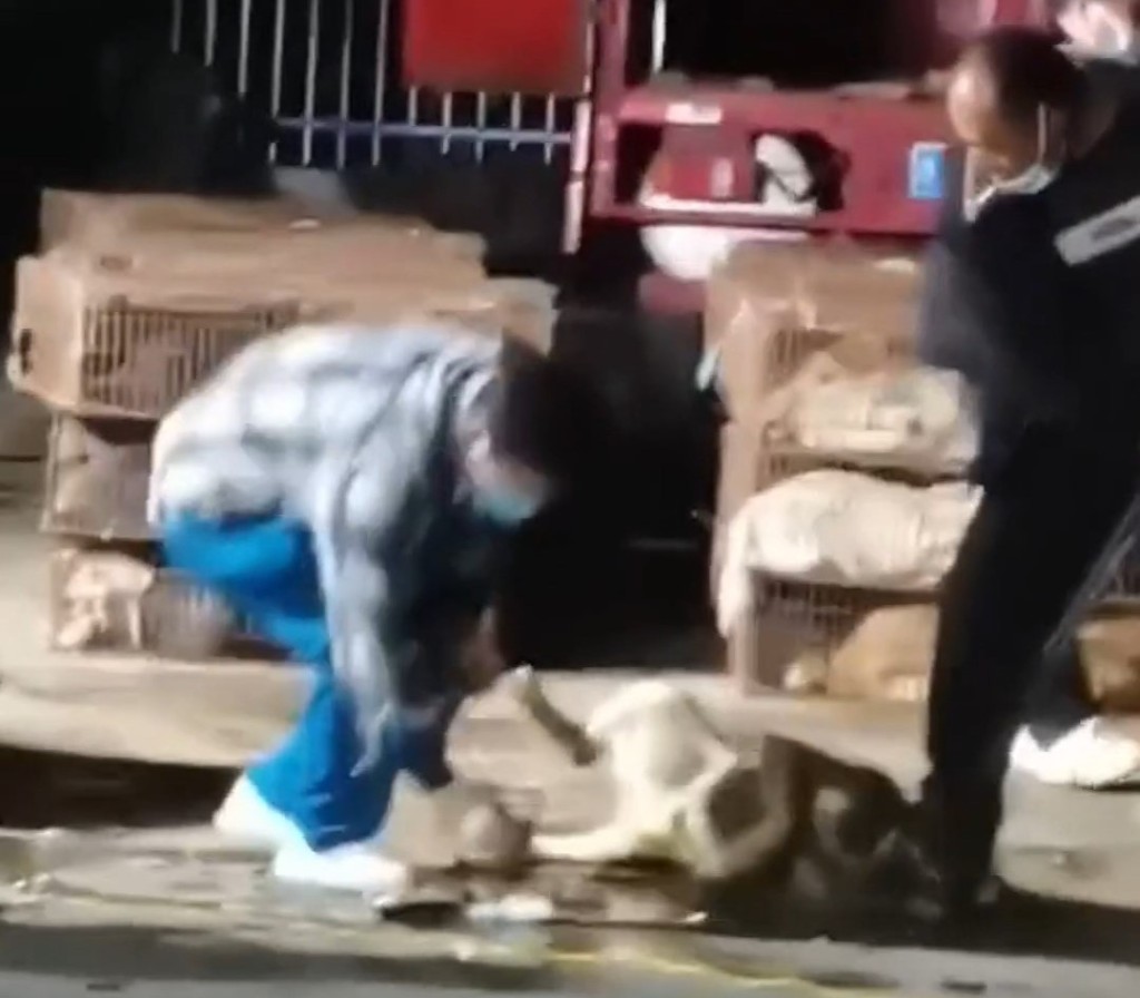 工作人員救出狗隻。