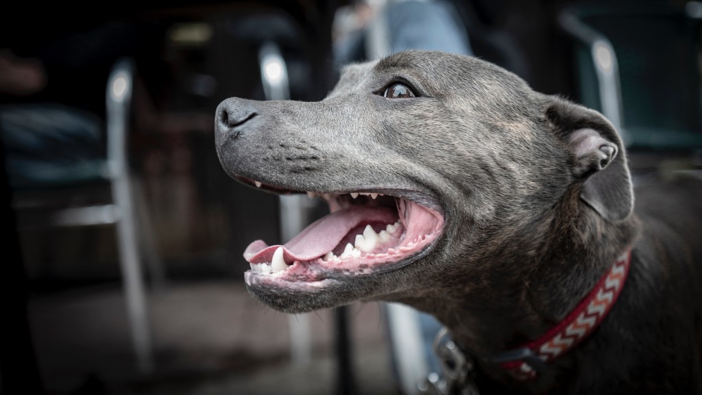 巴西婦獨留子女在家,4歲男童慘遭惡犬咬死。示意圖 / 法新社