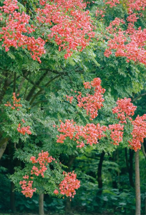 莲花山公园