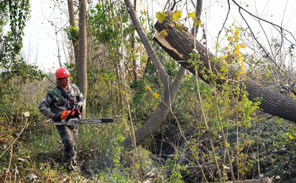 政府下令清除300万棵欧美黑杨。新华社图片