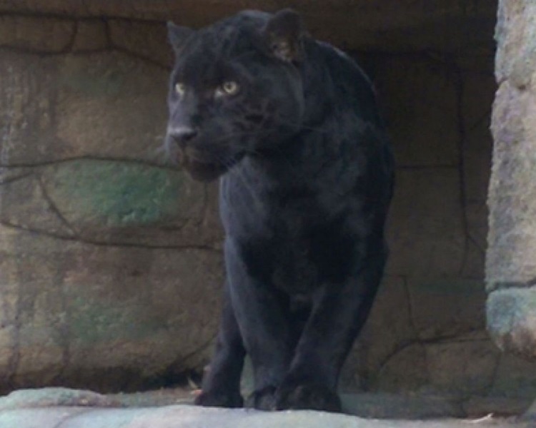 涉事公园内的美州豹。网图