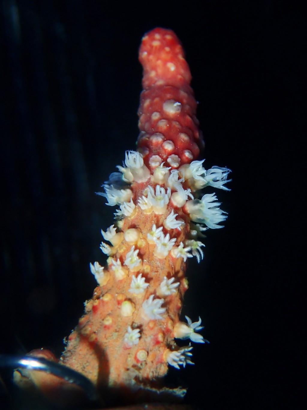 伸出觸手的「雙形擬球骨針軟珊瑚」。浸大提供