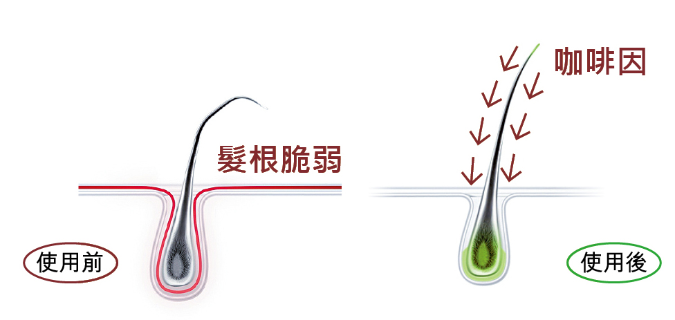 Plantur 39洗護髮產品專研獨特載體Galenic能將活性咖啡因直接深入並激活髮根,24小時持續為髮根提供充足的生長能量(註2)。 Plantur 39洗護髮產品專研獨特載體Galenic能將活性咖啡因直接深入並激活髮根,24小時持續為髮根提供充足的生長能量(註2)。