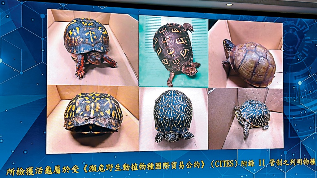 海关检获的活龟为卡罗莱纳箱龟和锦箱龟，属《濒危野生动植物种国际贸易公约》的附录II列明物种。