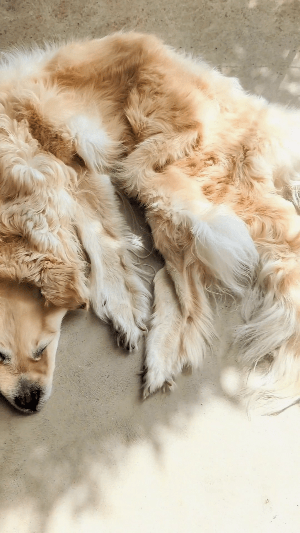澳洲家庭将过世金毛寻回犬做成地毯，掀网上论战。