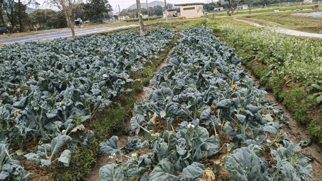 黃七娣料嚴寒天氣下，自己燕崗村的菜田最少有三成蔬菜受損。受訪者提供