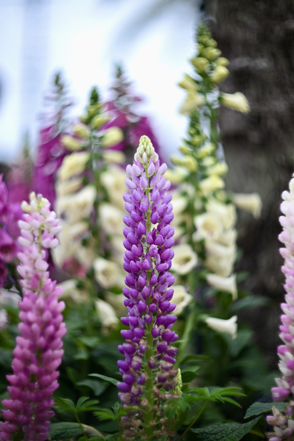 展覽展出約4萬株主題花紫羅蘭。 展覽展出約4萬株主題花紫羅蘭。