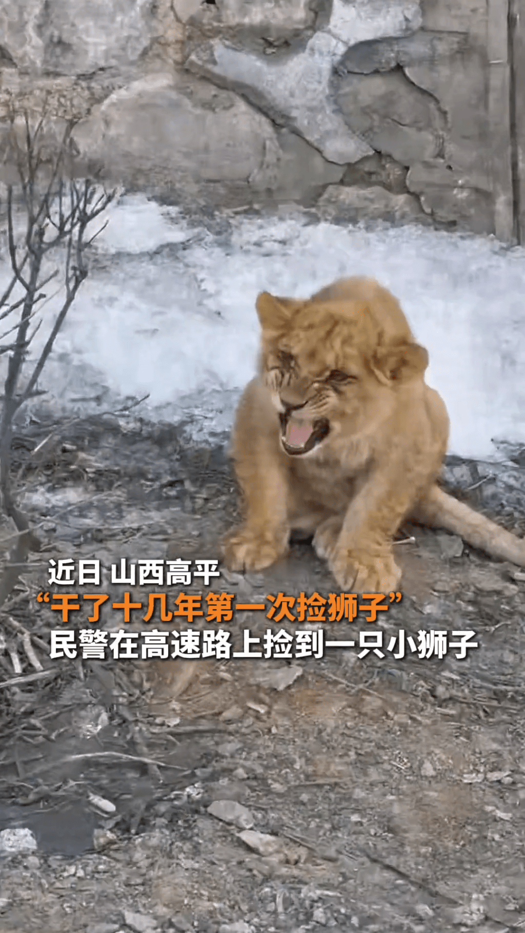 山西高速路上驚現非洲獅幼崽。平安高平@抖音