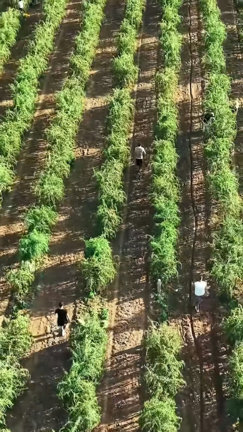 萬畝枸杞田的規模。 萬畝枸杞田的規模。
