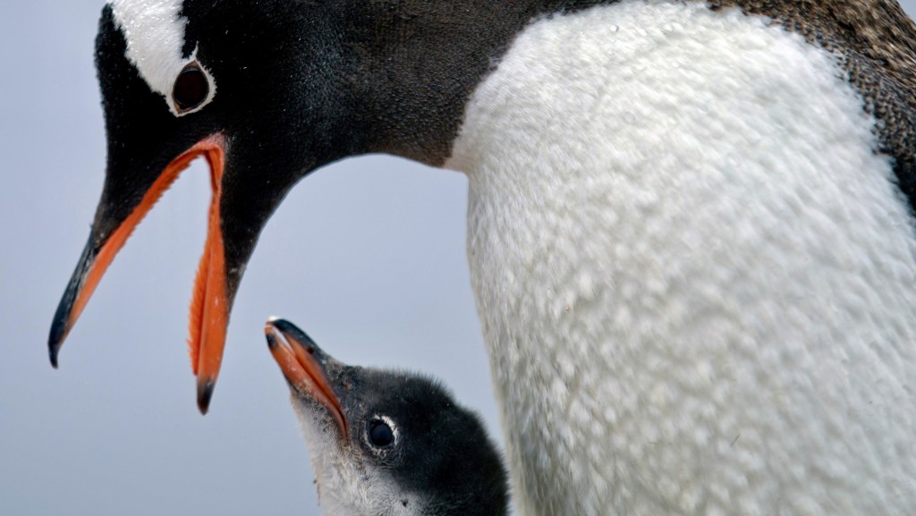 一隻巴布亞企鵝正在餵寶寶。 美聯社