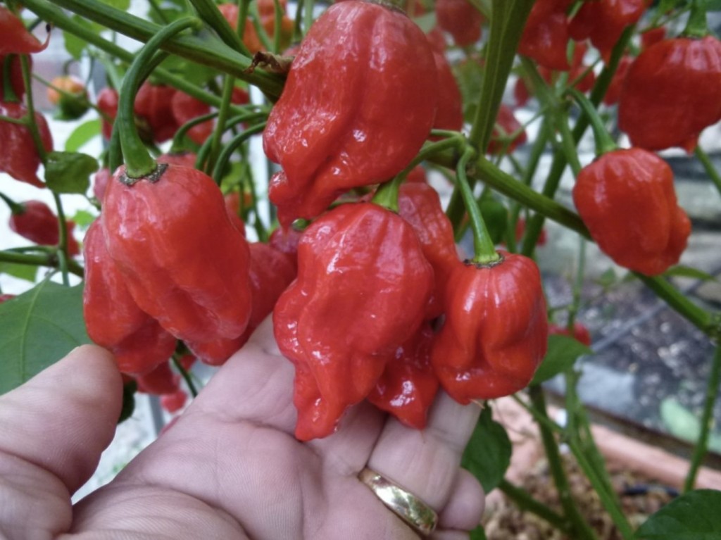 娜迦毒蛇辣椒（Naga Viper pepper）。 chileseeds.co.uk