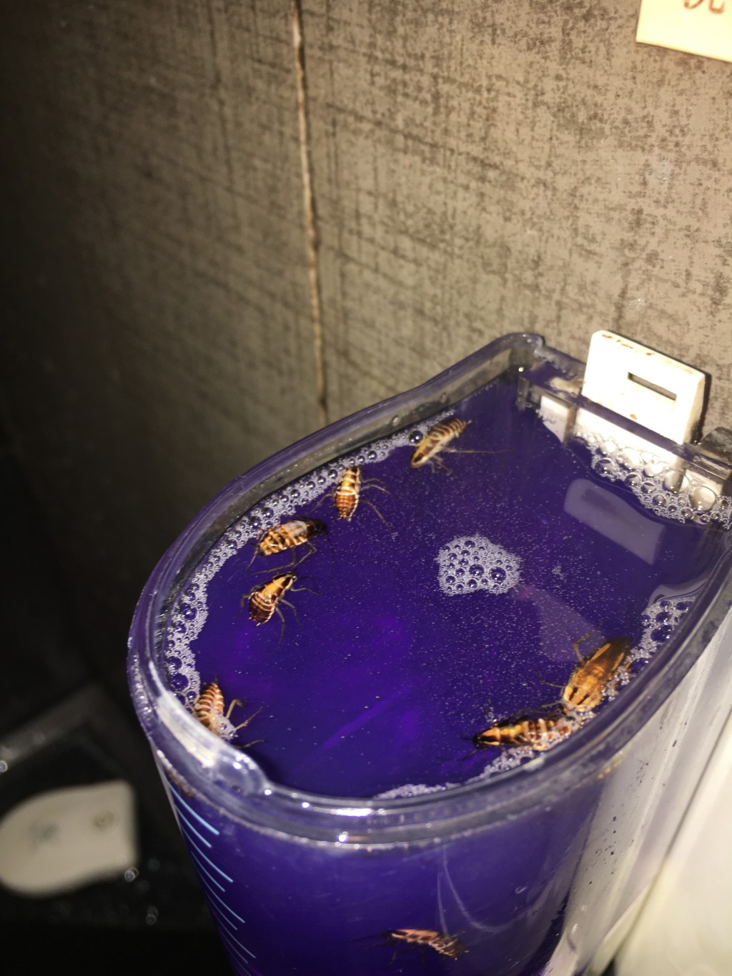 沐浴露內有多隻「小強」。連登圖片