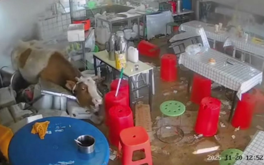 內蒙古有牛隻發狂衝入餐館大肆破壞。抖音