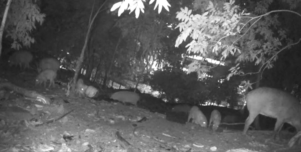 紅外線相機會偵察非法餵飼情況及監察野豬數量。(漁護署提供圖片)