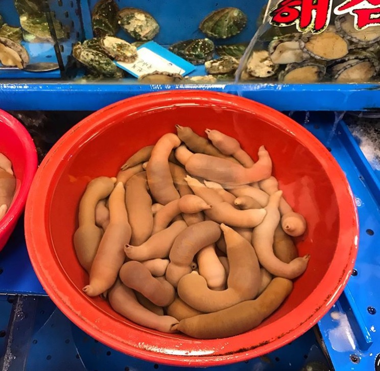 「海腸」。網上圖片