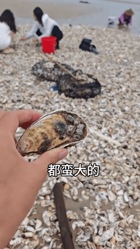 颱風後，在福建漳州，退潮後海灘遍地生蠔，市民收穫豐富。