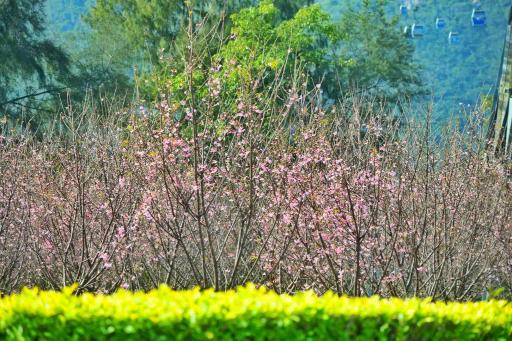櫻花花色艷麗，為沿途增添色彩。網圖