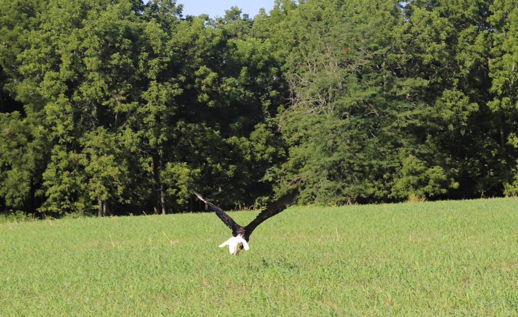 白头海雕（Bald eagle）疑似受伤飞不起来。 facebook