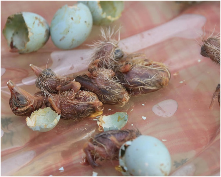 410枚白鷺鳥蛋中部分鳥蛋已經孵化。