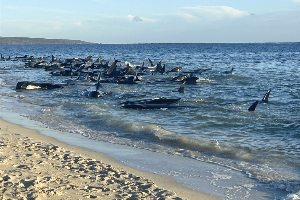 160多条领航鲸搁浅西澳海岸。美联社