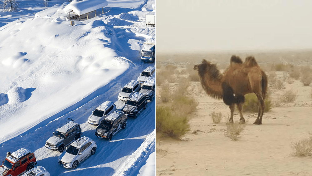擅闖新疆若羌野駱駝保護區，自駕遊車隊壞車走散，致3死1失蹤。