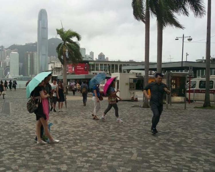 本港至今錄五宗塌樹。資料圖片