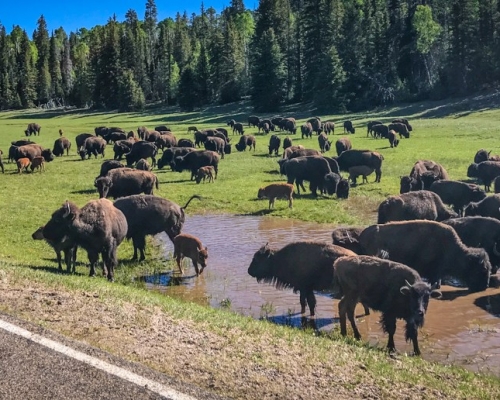 大峽谷國家公園內的野牛過剩。