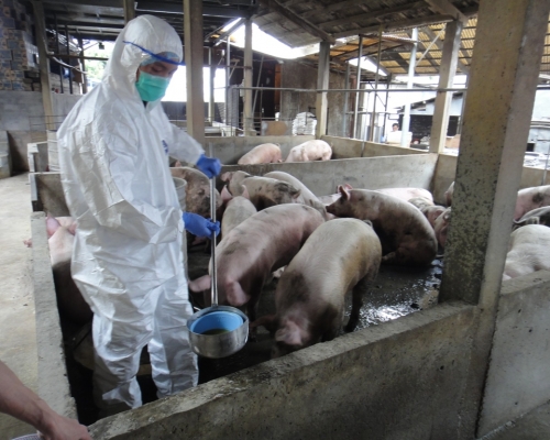 日本於春節期間加強檢查遊客行李以嚴防非洲豬瘟。資料圖片