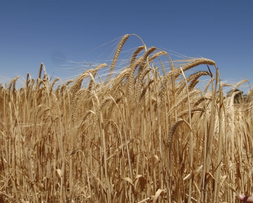 中國對澳洲進口大麥進行反補貼調查。網上圖片