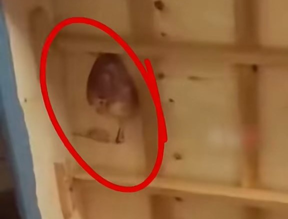 前业主疑卖亏报复藏死鸡,屋内尸臭弥漫渗血水。大河报 前业主疑卖亏报复藏死鸡,屋内尸臭弥漫渗血水。大河报