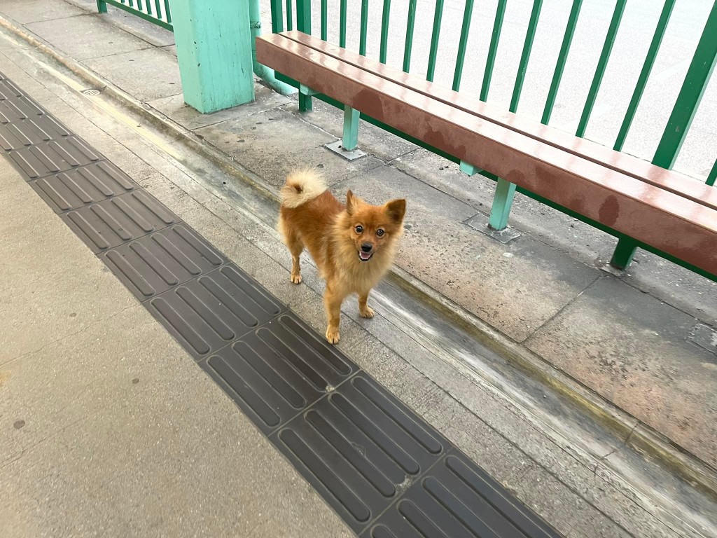 松鼠狗不斷在月台徘徊，狀甚驚慌。網上圖片