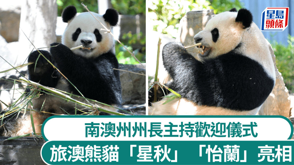 大熊貓「星秋」「怡蘭」，澳洲動物園首亮相。